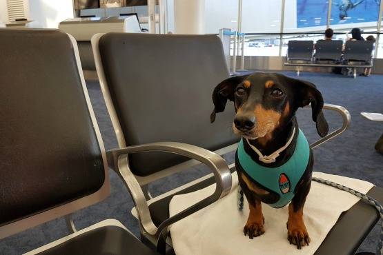 Guía para Viajar con Perro en Avión [Todo lo que necesitas saber]