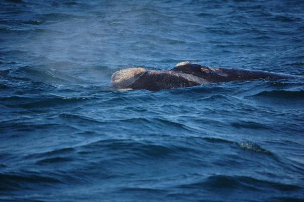 Ballenas en Península Valdés