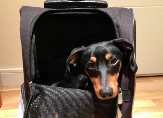 Guía para Viajar con Perro en Avión [Todo lo que necesitas saber]